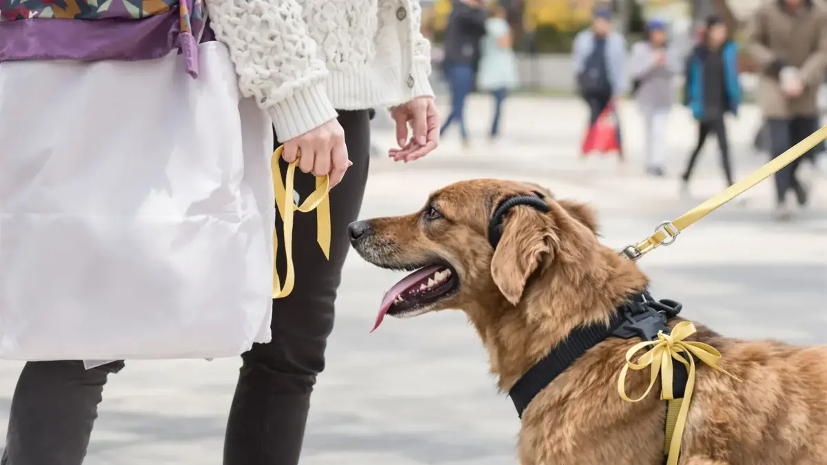 Quel nastro giallo sul guinzaglio di un cane nasconde una minaccia che molti sottovalutano